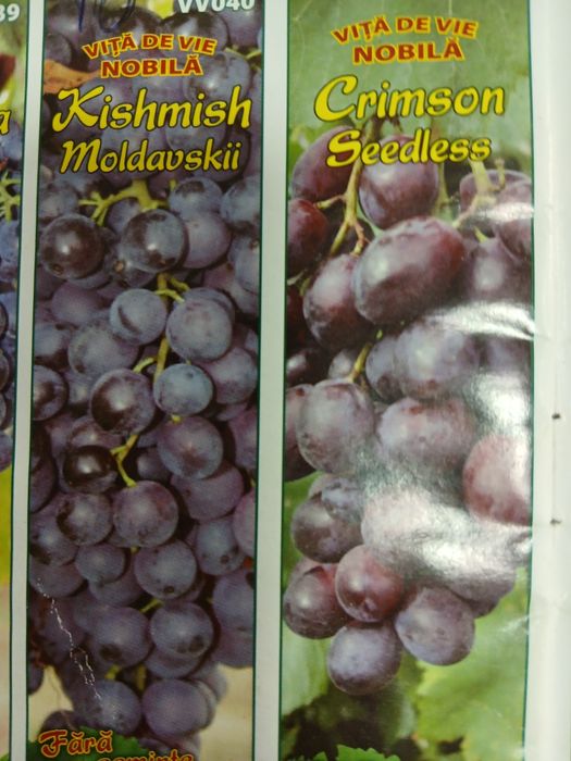 Vita de vie nobila [altoita]soiuri alb și negru fără semințe