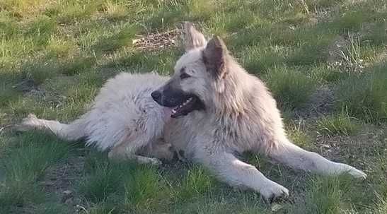 Подарявам уникално куче