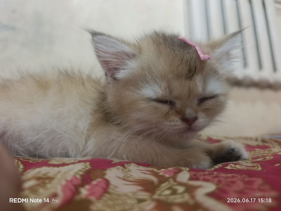 Золотой шиншилла