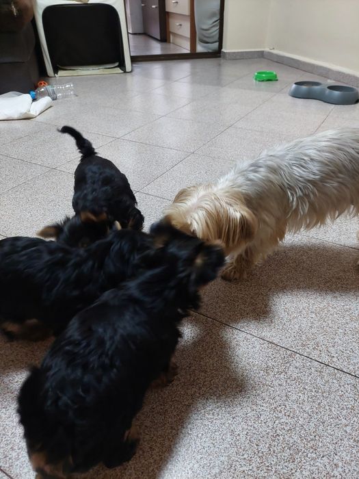 Сладки йоркита,готови да даряват любов. Родени на 30.11.25г.