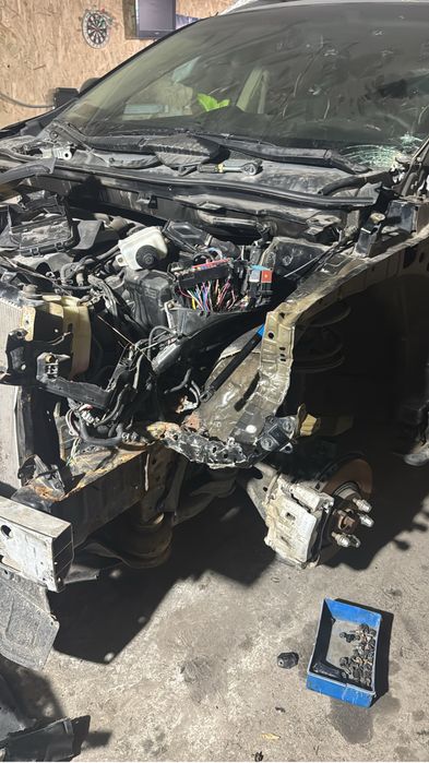 Костоправ маляр