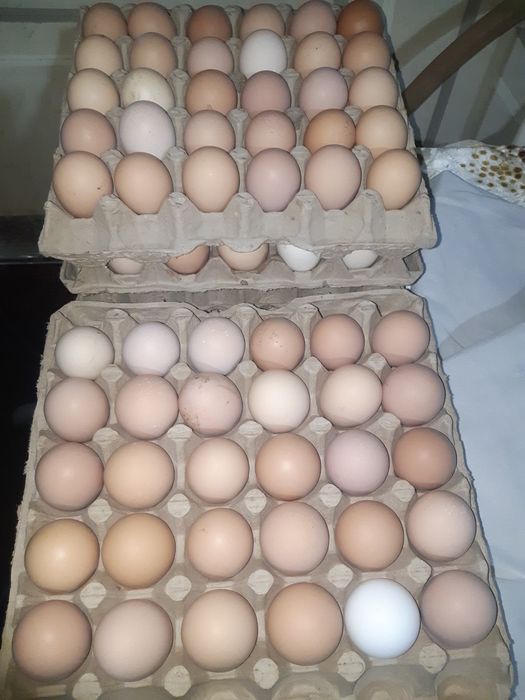 Xonaki tovuq tuxumlari.