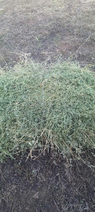 Продаю люцерну .