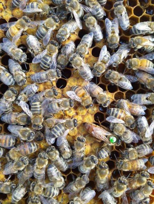 Regine 45 lei matca împerecheată Buckfast VSH carnica carpatină