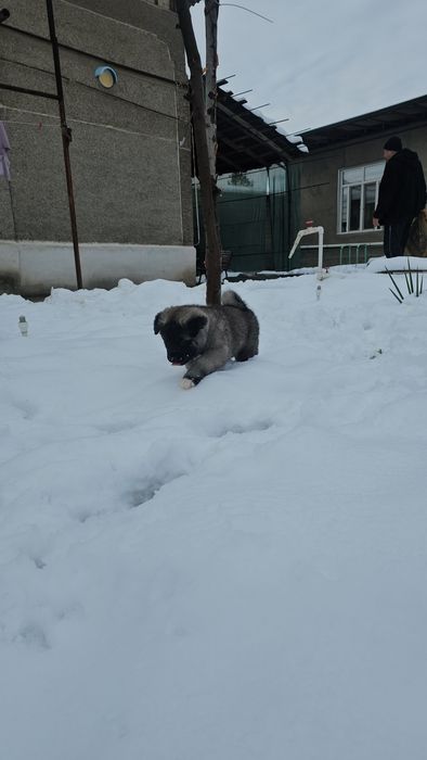 Щенки Американской Акиты