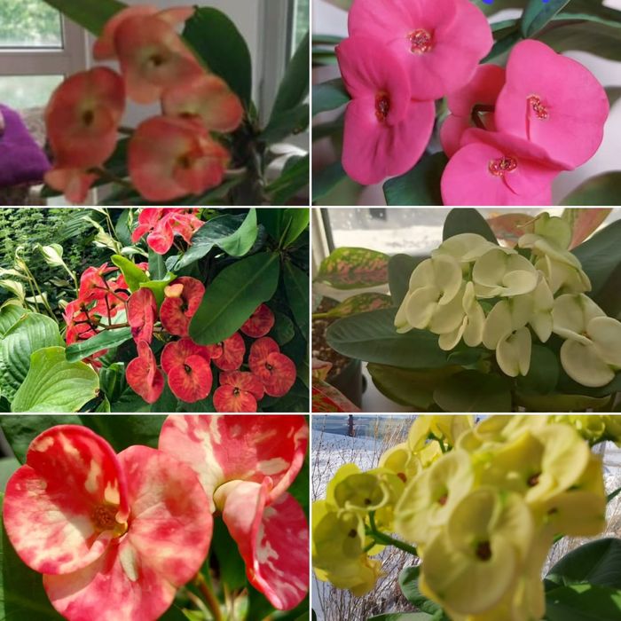 Цветы **р а з н ы е **цветы