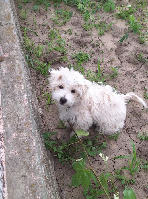 OFERTA! Bichon Maltez, baietel, la un pret mic