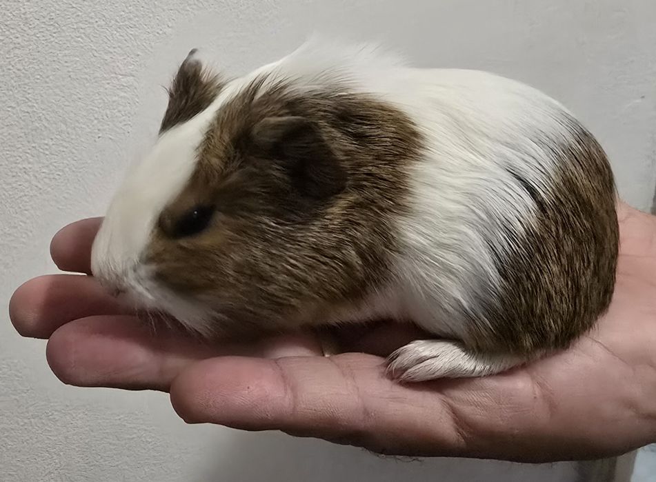 Maimuțoi îmblăniti