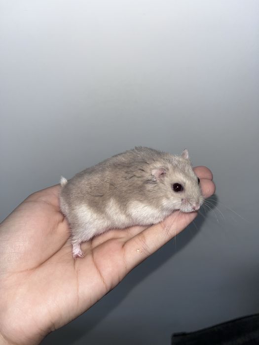 Продаются хомяк еще домик,корм