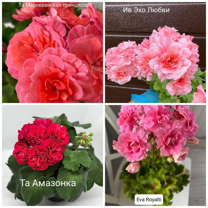 Продам укоренённые черенки пеларгонии, фуксии.