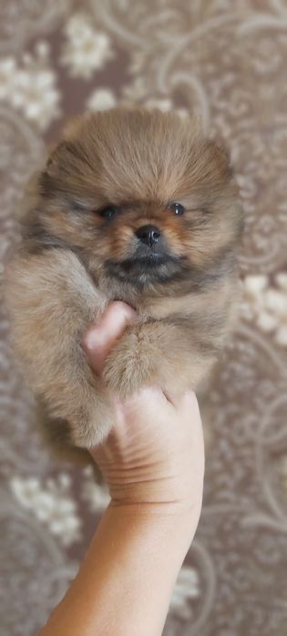 Шпицы  готовы к переезду