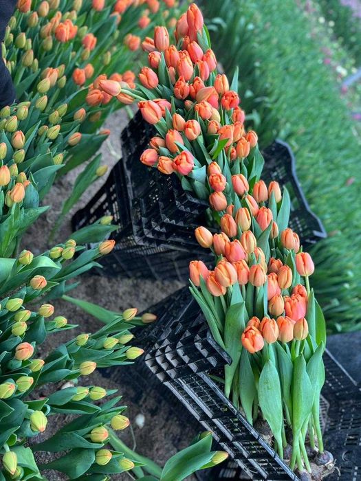 Тюльпан 8 марта оформление в подарок