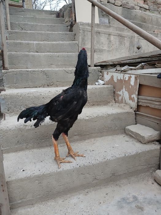 8 oylik juja kateyski hali uyushmagan