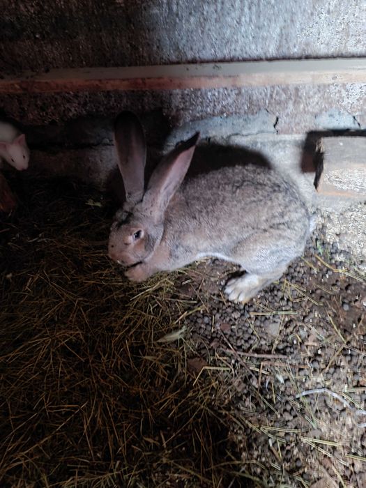 Крольчиха Фландер.