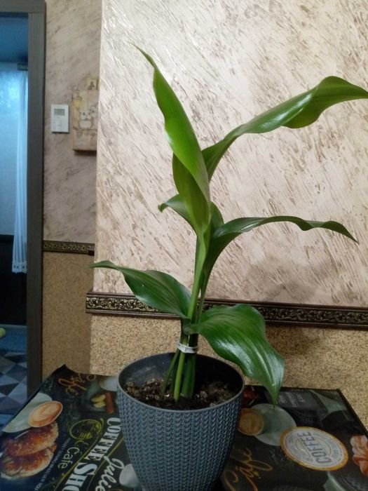 Продам комнатные цветы