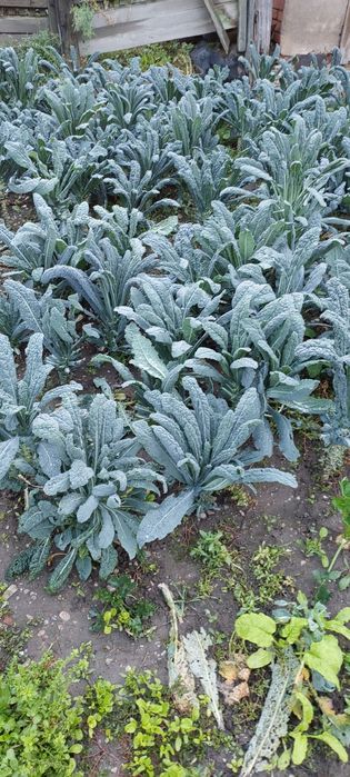 Varza Kale Bio de grădină