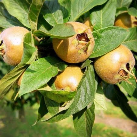 Mosmon uriasa de olanda