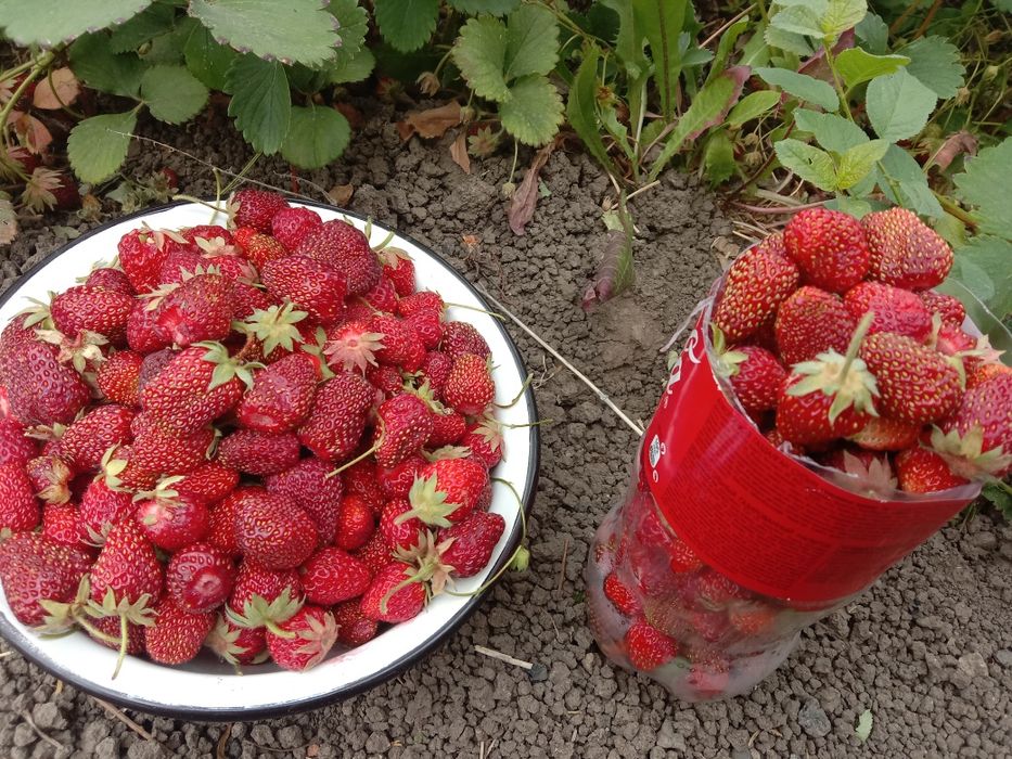 Клубника дачная домашняя 2200