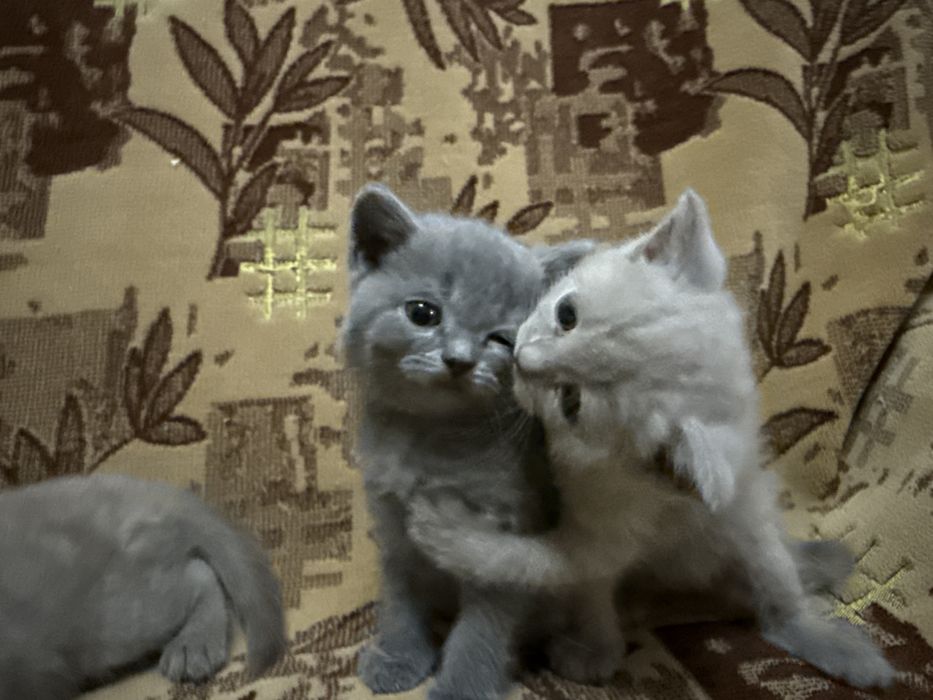 «Кошка мечты — не царапается, мурчит как Rolls-Royce”