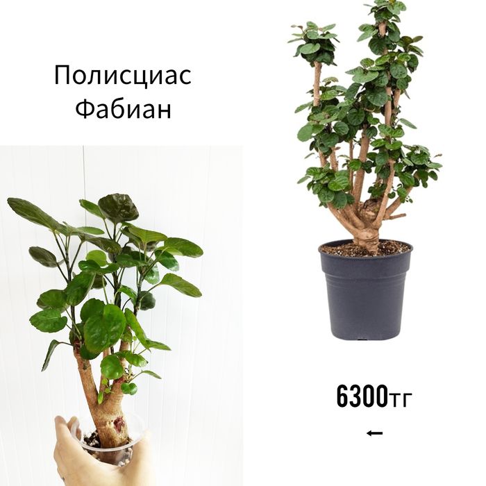 Комнатные адаптированные растения