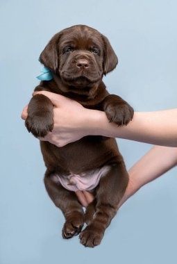 Щенки лабрадора чистокровные