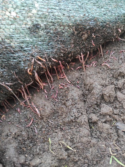 Биогумус. Огород кучатлар учун.