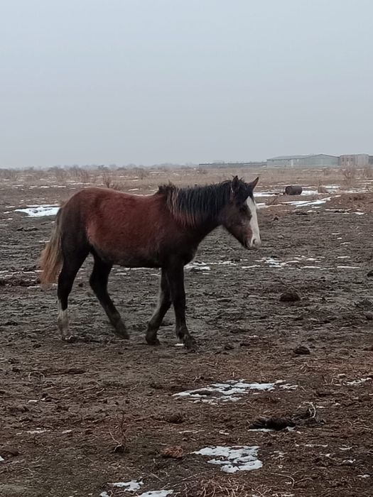 ұрғашы жабағы