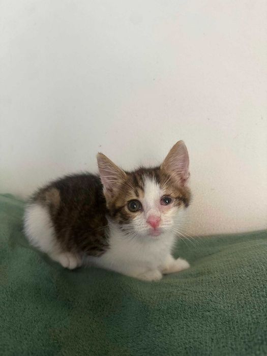 Pisoi mici, cauta URGENT o familie