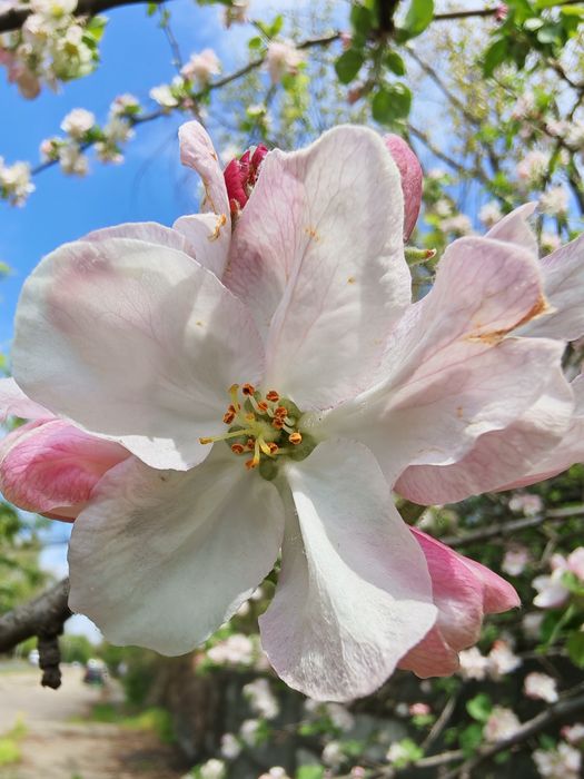 Nikon D3200  camera / aparat foto 24.3 Mpx