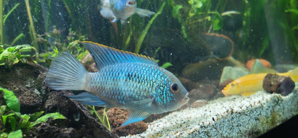 Peste Electric Blue Acara