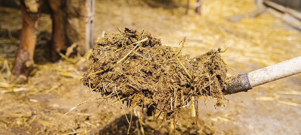 Отдам даром  бесплатно  конный Навоз самовывоз