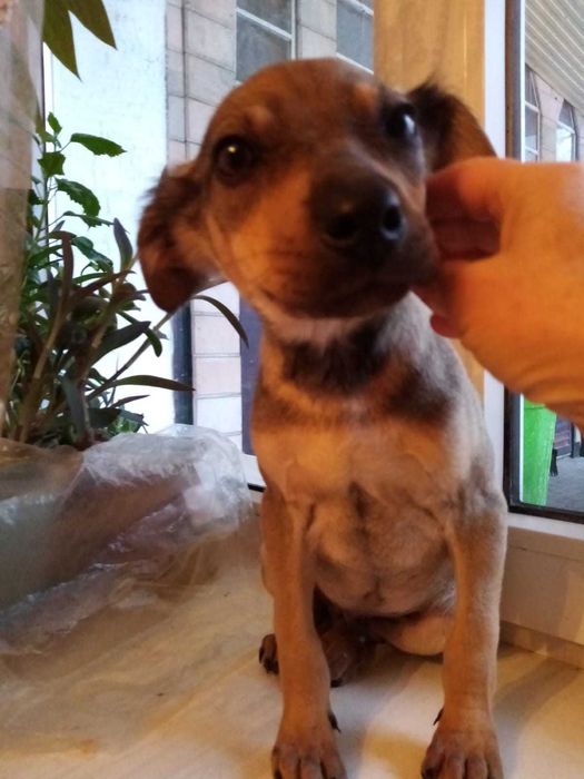 Отдам щенков бесплатно