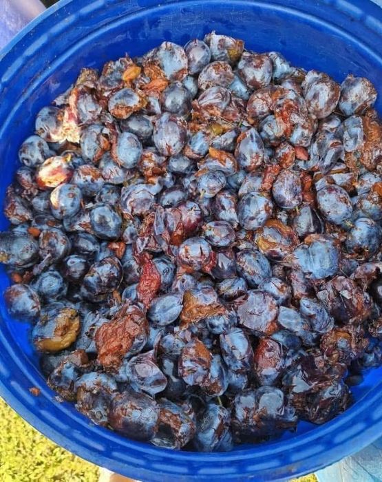 Vand prune de tuica