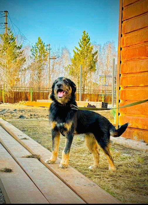 Собакам нужен дом!