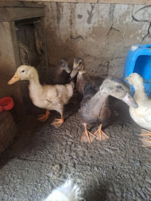 Уйрек сатылады 2500-