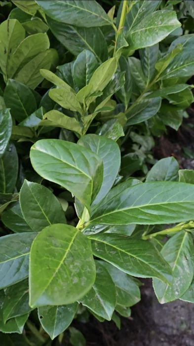 Laur Englezesc 40-50cm Novita Ramificat