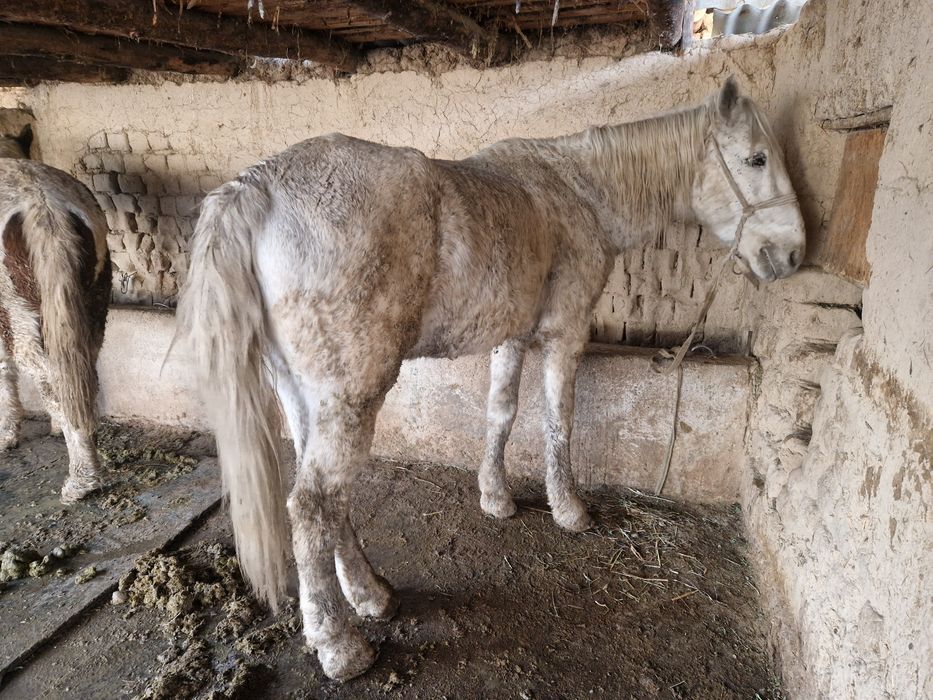 Ат пен тай сатылады