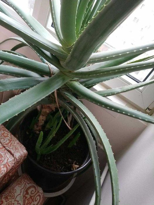 Vand Aloe Vera Barbadensis