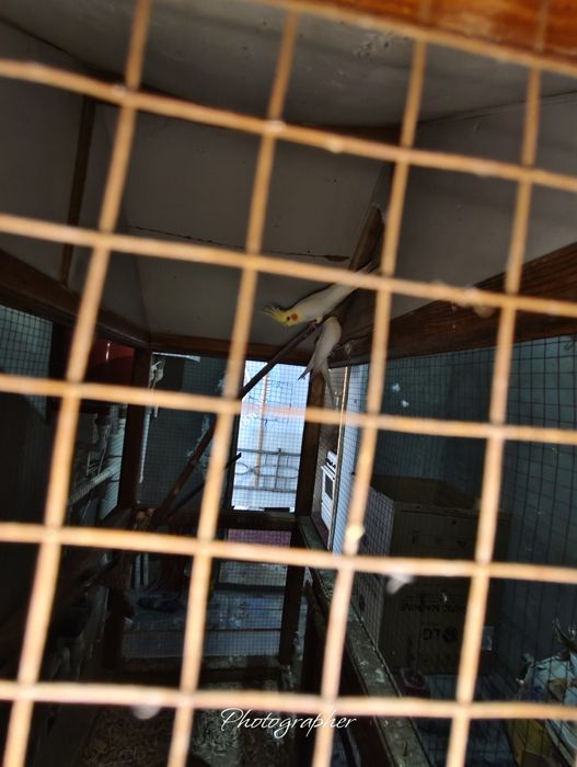 Korella qavpasi bilan