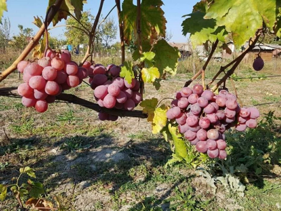 Butasi de vită de vie de anul 2 și de anul 3