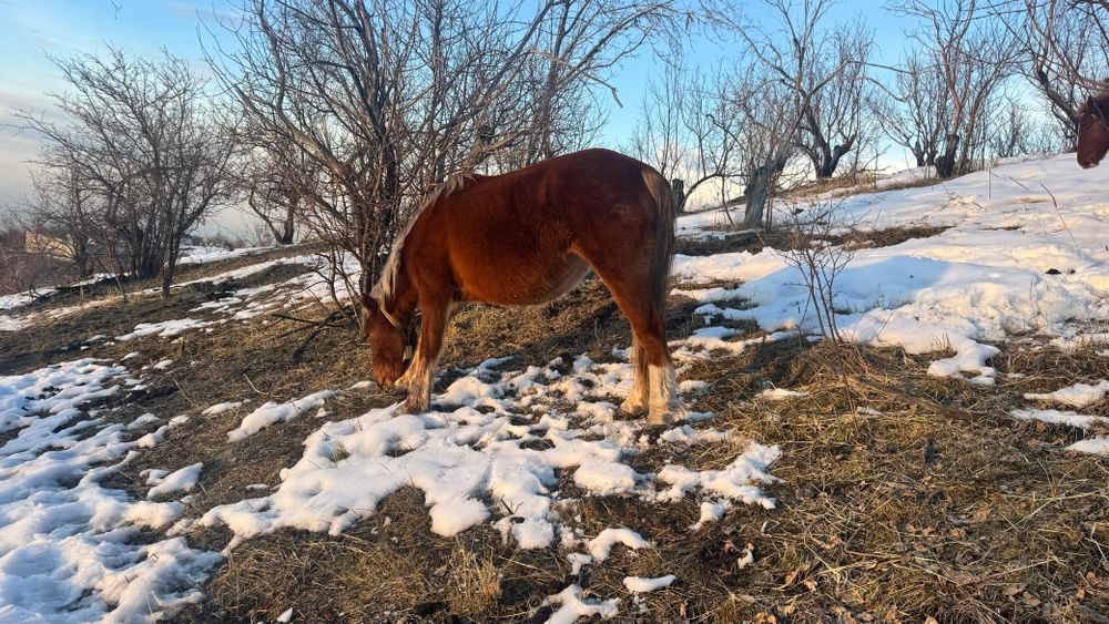 Еркек тайлар сатылады! Продам жеребчиков!