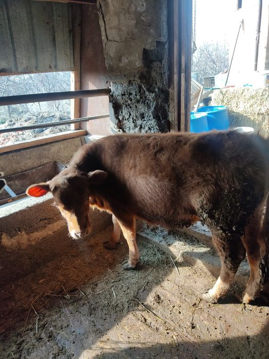 Телочка Ангусная