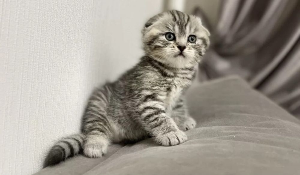 Шотландский Страйтик