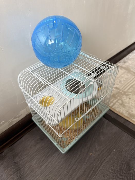 Джунгарские хомяки