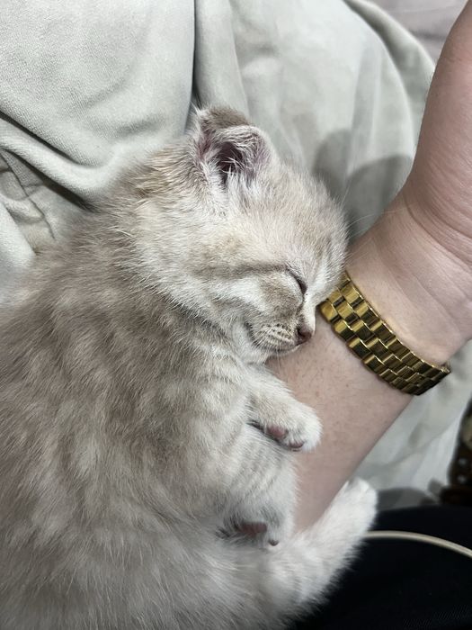 Продаю котят Скоттиш фолд