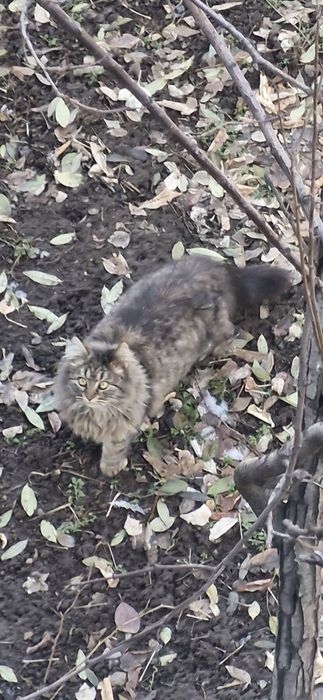 Котятя в добрые руки!