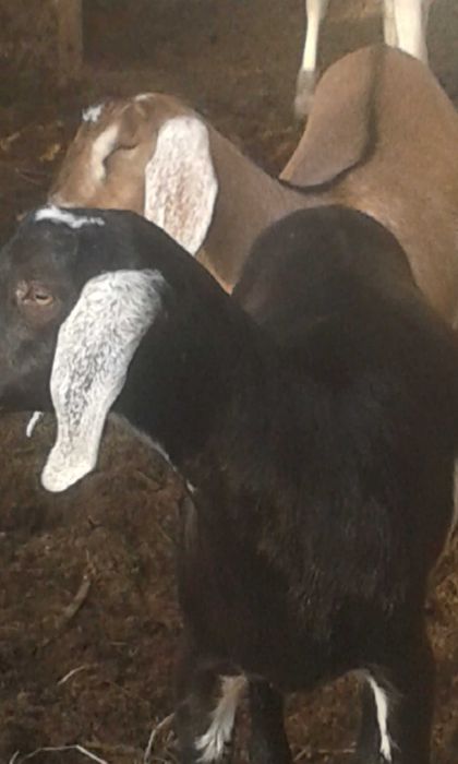 Англо-нубийский ешки сатылады.