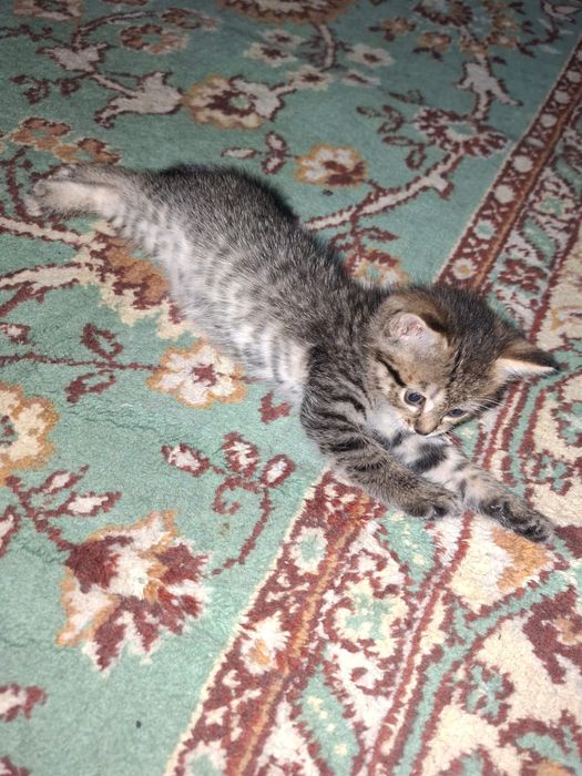 Отдам котят бесплатно
