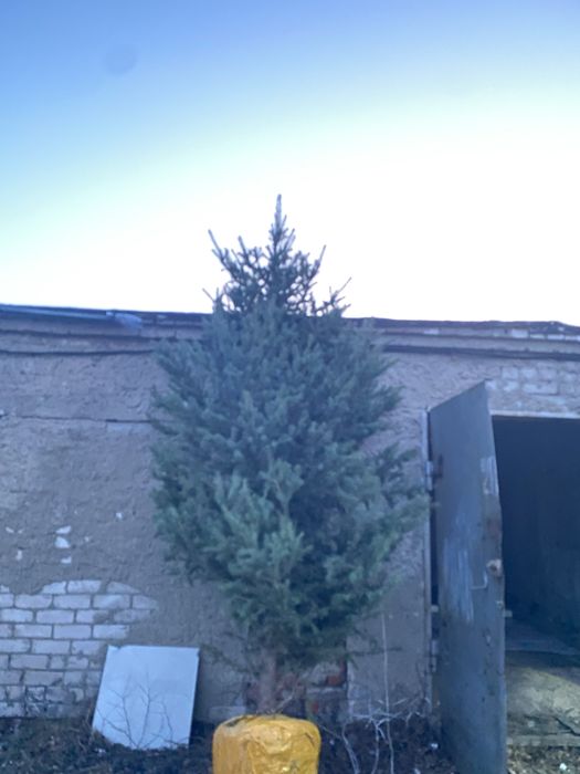 Пышние ели елки крупномеры 4 метра 5 метров