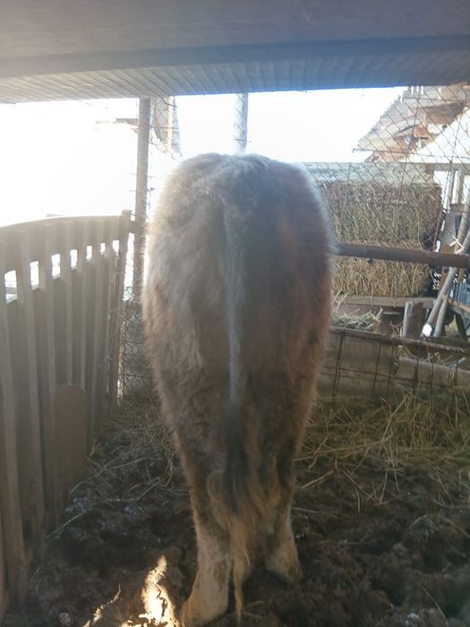 Бұқа сатылады. Бычка бычка